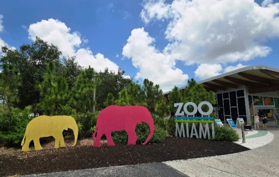 Zoo Miami Welcomes Young Lion Siblings Azizi and Jasiri, Ushering in a New Era of the Pride