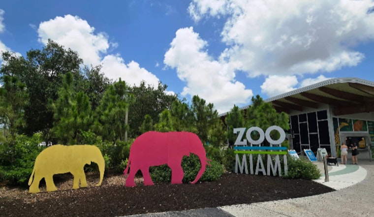 Zoo Miami Welcomes Young Lion Siblings Azizi and Jasiri, Ushering in a New Era of the Pride