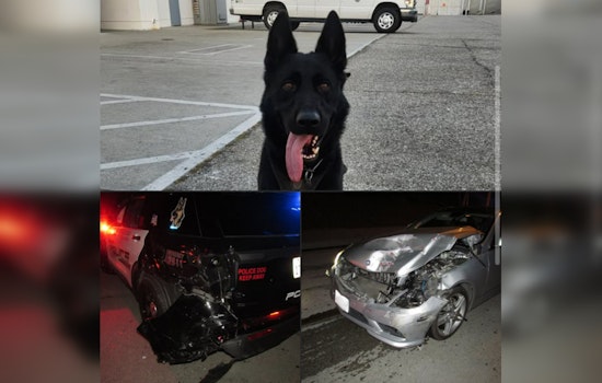 Alhambra K9 Unit Unharmed After Being Struck by DUI Suspect Anthony Ruiz; Police Emphasize Holiday Safety