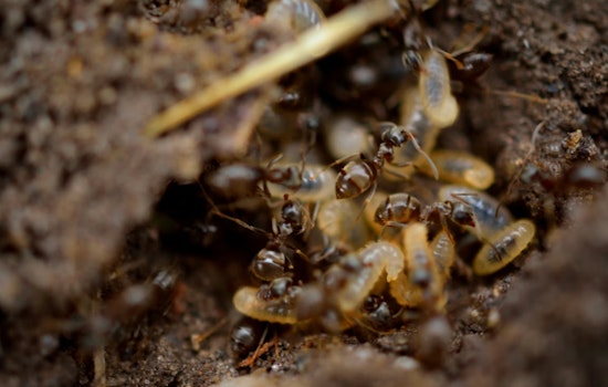 Arizona Continues to Battle Termite Infestations as Experts Share Insights and Solutions
