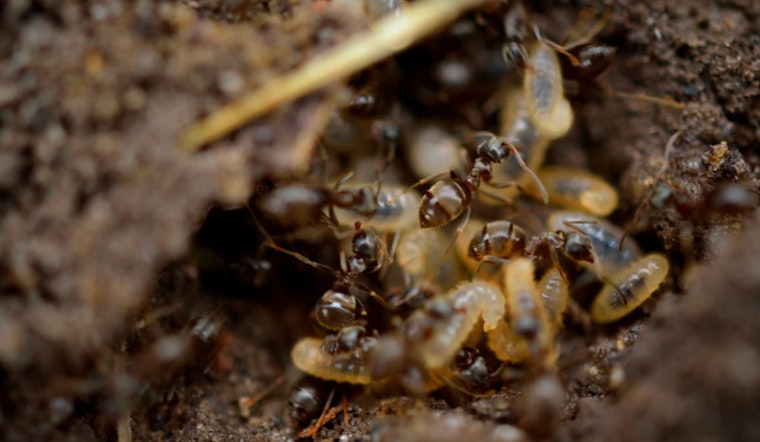 Arizona Continues to Battle Termite Infestations as Experts Share Insights and Solutions