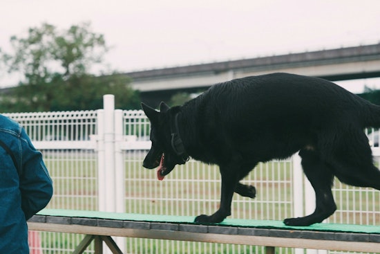 Arizona Inmates Train Service Dogs for Veterans Amidst Drug-Related Health Crisis at Perryville Prison