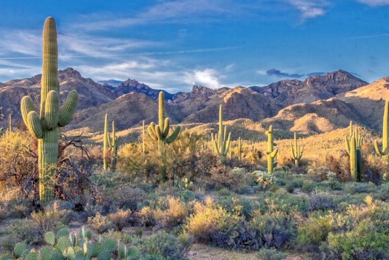Arizona's Desert Botanical Garden Champions Conservation with Seed Bank and Haven for Poached Cactuses