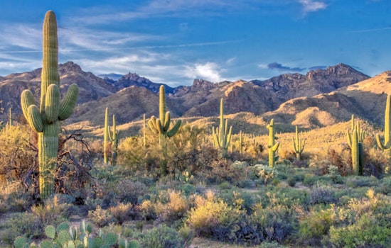 Arizona's Desert Botanical Garden Champions Conservation with Seed Bank and Haven for Poached Cactuses