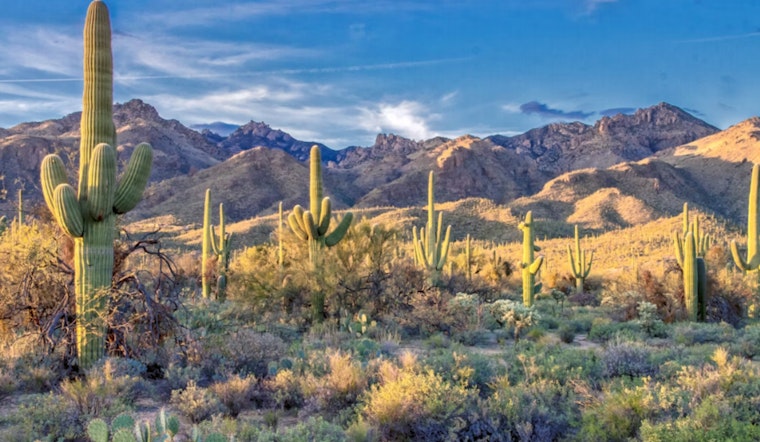 Arizona's Desert Botanical Garden Champions Conservation with Seed Bank and Haven for Poached Cactuses