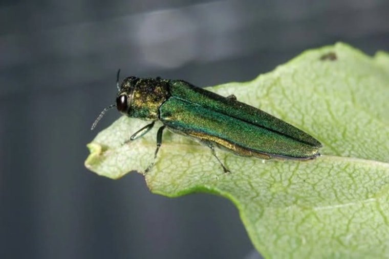 Arlington Warns After Emerald Ash Borer Confirmed in Tarrant County