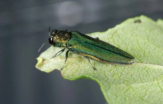 Arlington Warns After Emerald Ash Borer Confirmed in Tarrant County