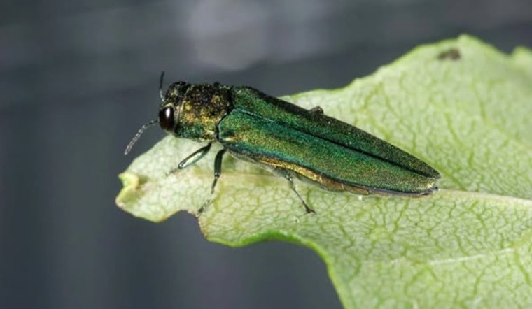 Arlington Warns After Emerald Ash Borer Confirmed in Tarrant County
