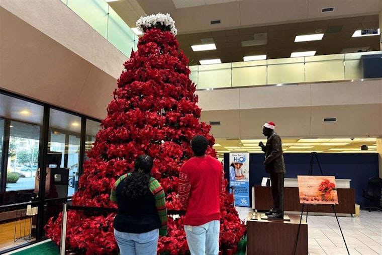 Arlington's Beloved Vandergriff Poinsettia Tree Returns to City Hall for Festive Cheer