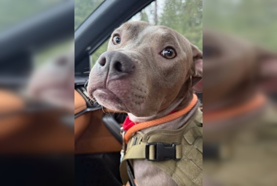 Arrest Made in Everett Dog Cruelty Case, Suspect Faces Animal Cruelty Charges After Binny Found in Suitcase
