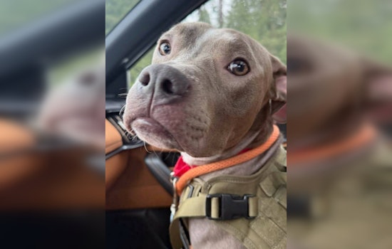Arrest Made in Everett Dog Cruelty Case, Suspect Faces Animal Cruelty Charges After Binny Found in Suitcase