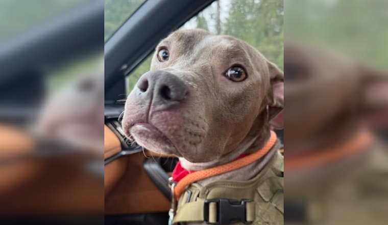 Arrest Made in Everett Dog Cruelty Case, Suspect Faces Animal Cruelty Charges After Binny Found in Suitcase