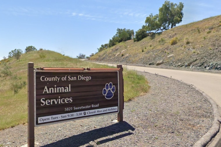 Audit Heat Turns Up on San Diego County Animal Shelters Over Dog Euthanasia Spike
