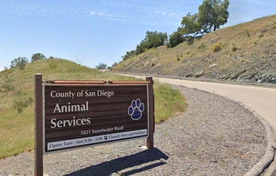 Audit Heat Turns Up on San Diego County Animal Shelters Over Dog Euthanasia Spike