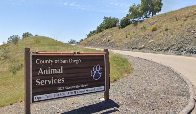 Audit Heat Turns Up on San Diego County Animal Shelters Over Dog Euthanasia Spike