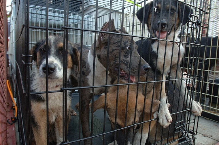 Austin Pets Alive Needs Fosters As Dog Virus Spreads