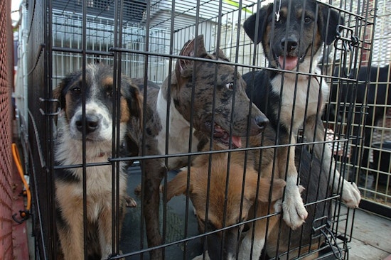 Austin Pets Alive Needs Fosters As Dog Virus Spreads