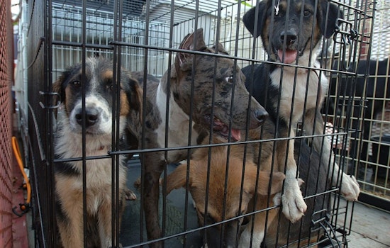Austin Pets Alive Needs Fosters As Dog Virus Spreads
