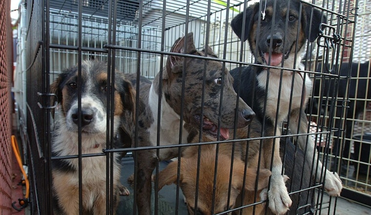 Austin Pets Alive Needs Fosters As Dog Virus Spreads