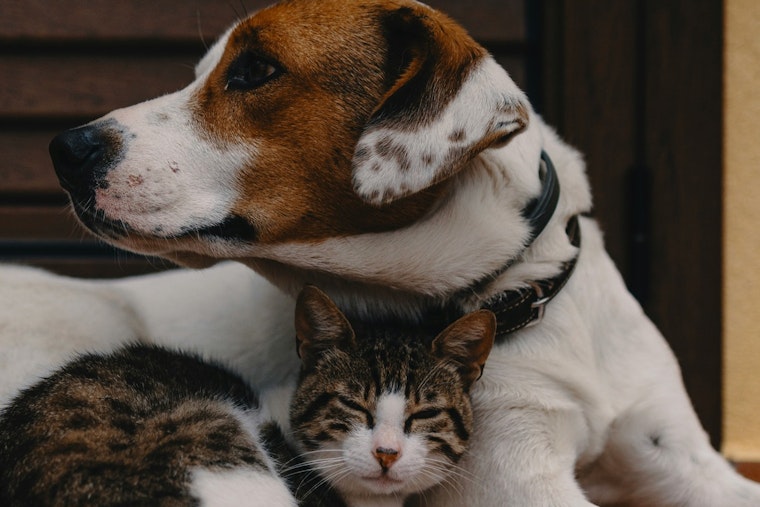 Austin Animal Services Offers Tips for Keeping Pets Calm During New Year's Eve Festivities