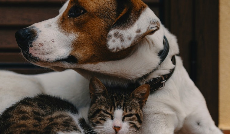 Austin Animal Services Offers Tips for Keeping Pets Calm During New Year's Eve Festivities