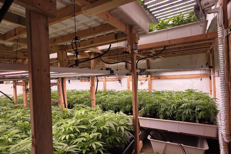 Baldwin Park Police Uncover Illegal Marijuana Cultivation; Arrests Made on Multiple Charges