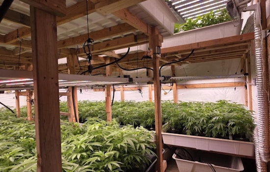 Baldwin Park Police Uncover Illegal Marijuana Cultivation; Arrests Made on Multiple Charges