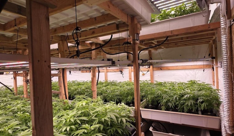 Baldwin Park Police Uncover Illegal Marijuana Cultivation; Arrests Made on Multiple Charges