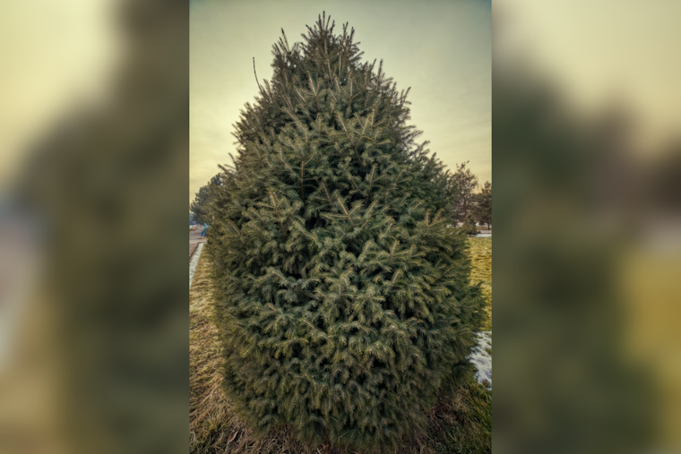 Baltimore County Kicks Off Annual Christmas Tree Recycling Program on January 5, 2026