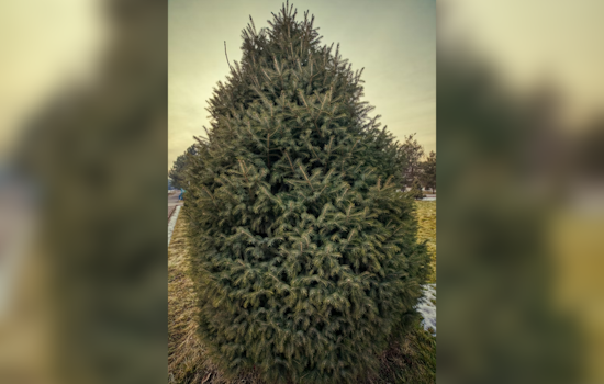 Baltimore County Kicks Off Annual Christmas Tree Recycling Program on January 5, 2026