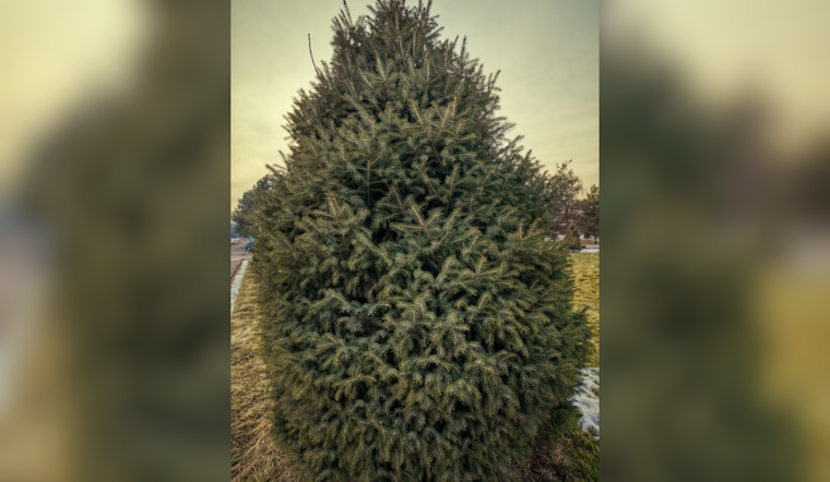 Baltimore County Kicks Off Annual Christmas Tree Recycling Program on January 5, 2026