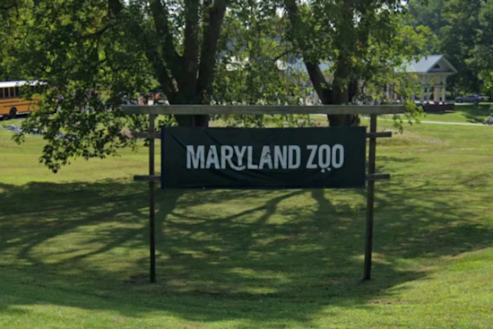 Baltimore Welcomes "Big Mac" the Giraffe to the Maryland Zoo's Growing Herd