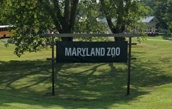 Baltimore Welcomes "Big Mac" the Giraffe to the Maryland Zoo's Growing Herd