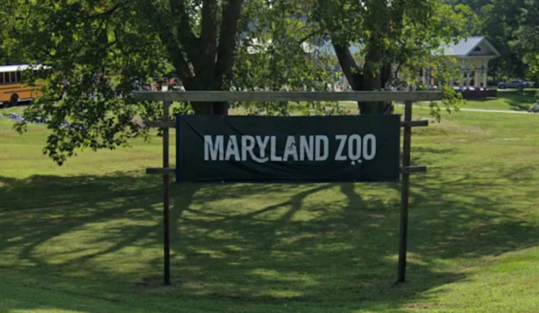 Baltimore Welcomes "Big Mac" the Giraffe to the Maryland Zoo's Growing Herd