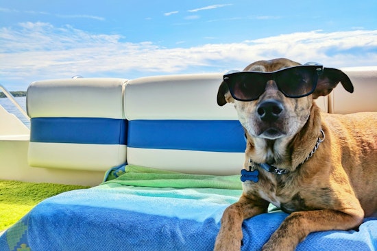 Bear Family Sells McDonald’s, Launches K9 Resorts In Chicago