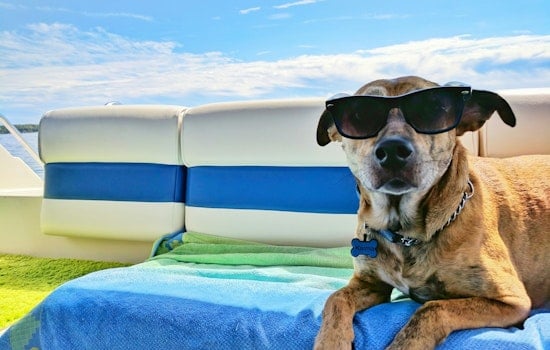 Bear Family Sells McDonald’s, Launches K9 Resorts In Chicago
