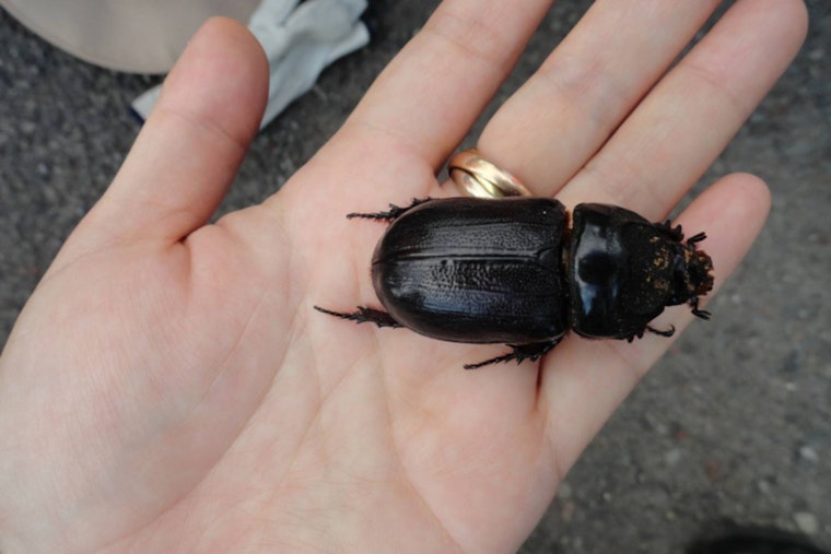 Beetle Battle, Hawaii Islands Rally To Save Their Palm Trees