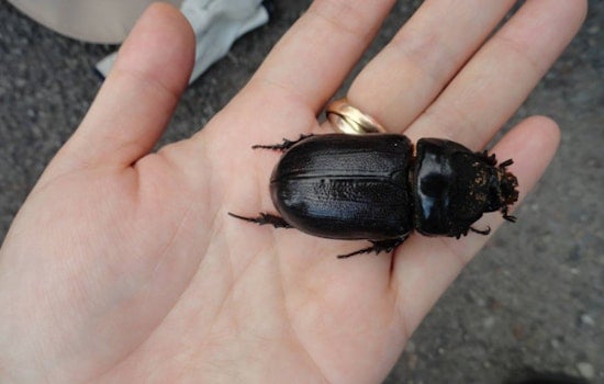 Beetle Battle, Hawaii Islands Rally To Save Their Palm Trees
