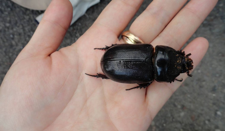 Beetle Battle, Hawaii Islands Rally To Save Their Palm Trees