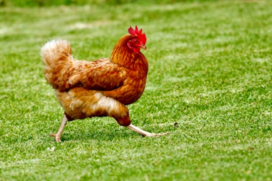 Bird Flu Hits Galveston County Flocks As Officials Say, Do Not Touch Dead Birds