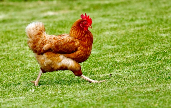 Bird Flu Hits Galveston County Flocks As Officials Say, Do Not Touch Dead Birds