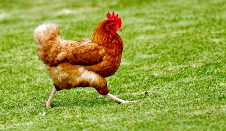 Bird Flu Hits Galveston County Flocks As Officials Say, Do Not Touch Dead Birds