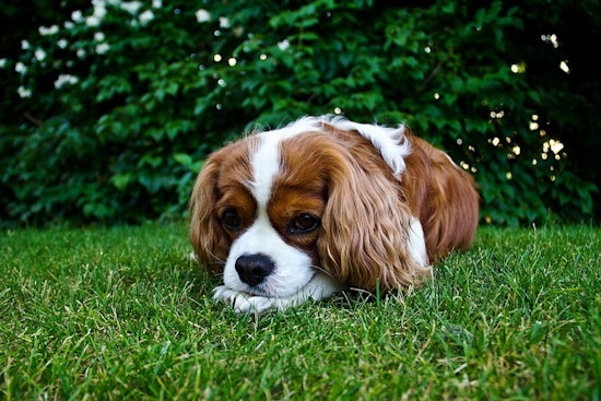 BISSELL Pet Foundation's "Empty the Shelters" Initiative Slashes Adoption Fees Nationwide