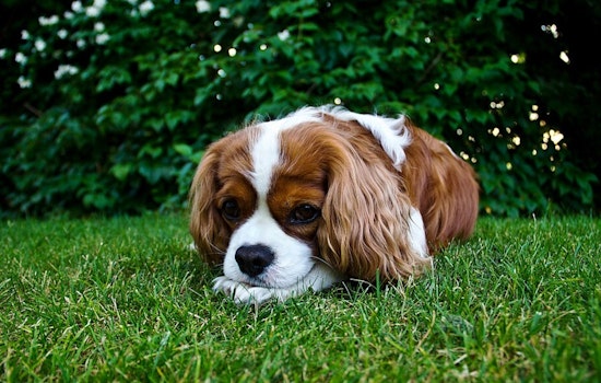 BISSELL Pet Foundation's "Empty the Shelters" Initiative Slashes Adoption Fees Nationwide