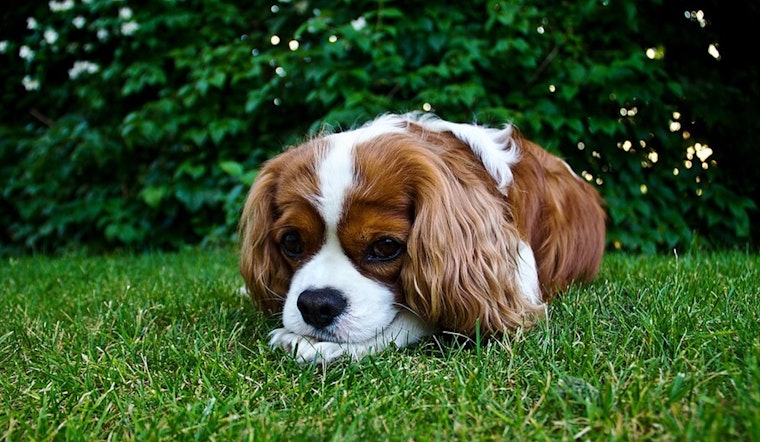 BISSELL Pet Foundation's "Empty the Shelters" Initiative Slashes Adoption Fees Nationwide