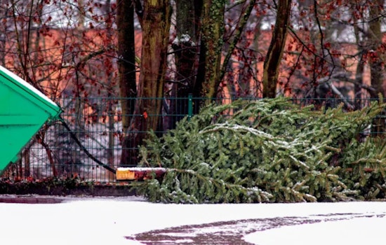 Bloomington Announces Curbside Christmas Tree Collection with Sustainability Focus