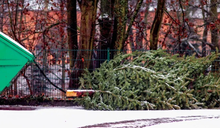 Bloomington Announces Curbside Christmas Tree Collection with Sustainability Focus