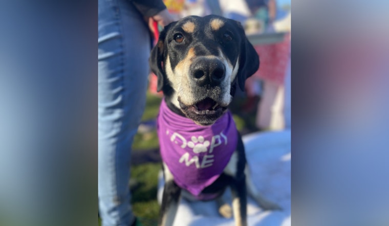 Bonnie the Dog Finds Forever Home After Meeting Family at CAL FIRE