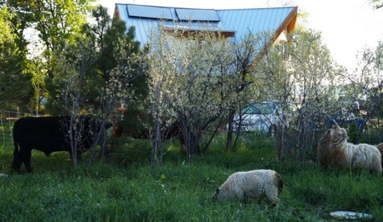 Boulder County Launches Trio of Grant Programs Aimed at Boosting Climate Resilience Through Nature-Based Solutions