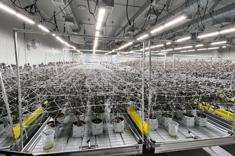 California's Crackdown on Illegal Cannabis Yields $56.5 Million Seizure, Governor Newsom Spearheads Enforcement Efforts
